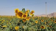 کشت آفتابگردان در ۲۶۰ هکتار از اراضی کشاورزی پلدختر