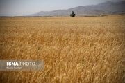 اختصاص ۳۴ هزار هکتار از اراضی سیستان و بلوچستان به کشت پاییزه گندم