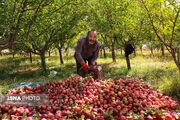 برداشت سیب پاییزی از باغ های شهرستان رزن - همدان