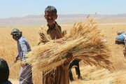 تولیدات کشاورزی کشور در جنگ رمضان تداوم داشت