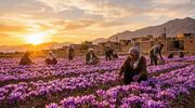 کلکسیون زنده ۲۲ گونه زعفران ایرانی در بانک گیاهی جهاددانشگاهی ایجاد شد
