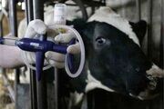 «تب برفکی» تهدید جدی برای دام؛ دامداران واکسیناسیون را جدی بگیرند