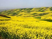 توسعه کشت دانه‌های روغنی در دره‌شهر/پیش‌بینی کشت بیش از ۴۰۰۰ هکتار کلزا