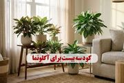 کود سه بیست برای آگلونما + میزان و نکات مصرف