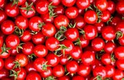 گوجه فرنگی از کبد محافظت می کند