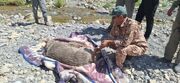 نجات خرس قهوه‌ای از فنس باغ انگور در منطقه حفاظت شده دنا + عکس