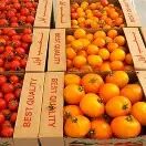 جهش صادرات کیوی و مرکبات در مازندران