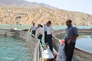 پرورش ماهی در قفس در راستای سیاست‌های اقتصاد مقاومتی