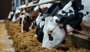 پرداخت ۱۱۲ میلیارد تومان تسهیلات به واحدهای دام و طیور خرد
