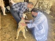 از واکسیناسیون رایگان تا آموزش دامداران؛ اجرای اردوی جهادی دامپزشکی در منطقه کم برخوردار دلی بجک بخش سپیدار