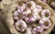 تولید سالانه بیش از ۶۰ هزار تن سیر و موسیر