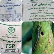 راهکاری مؤثر برای کاهش خسارت کرم برگ‌خوار پاییزه در مزارع
