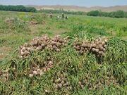 برداشت ۱۸ هزار تن سیر از مزارع آذربایجان‌شرقی