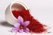 توسعه چشمگیر کشت زعفران در فامنین