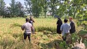 آغاز برداشت اولین خوشه برنج در شهرستان رودبار