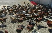 مرغ بومی، بال پرواز اشتغال زنان روستایی زهک