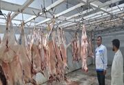 ارتقای سطح امنیت غذایی در شهرستان چرام با تشدید نظارت‌های بهداشتی بر کشتارگاه‌های دام