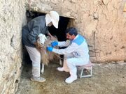 ۱.۶ میلیون رأس دام واکسینه می‌شوند