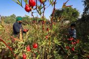 آغاز برداشت چای ترش در دشت آزادگان