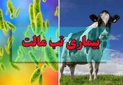 هشدار درباره افزایش ابتلا به تب مالت در کشور