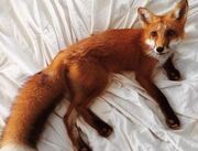 گزارشی از جولان روباه‌ها در شهر