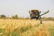 خبر خوش رئیس‌جمهور به گندمکاران