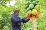 تحقق ۱۰۰درصدی تعهد اشتغال با معجزه کشاورزی در سیستان و بلوچستان