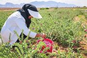 احیای معیشت با کشت گیاهان بومی در آذربایجان‌غربی