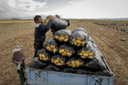 سیب‌زمینی‌های پاکستانی و ترکیه‌ای در راه؛ سیب‌زمینی وارداتی ۳۰ هزار تومانی در بازار