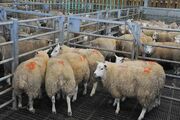 سقوط قیمت دام‌زنده در بازار؛ نرخ جدید گوسفند کیلویی چند شد؟