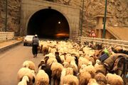 انسداد موقت جاده چالوس و آزادراه تهران_شمال به دلیل عبور احشام