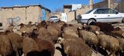 قیمت جدید دام زنده امروز ۲۵ خرداد ۱۴۰۵