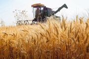 خبر خوش برای گندمکاران؛ واریز ۵۰ همتی در راه است