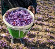 ناهماهنگی در بازار کار، چالش اصلی برداشت زعفران