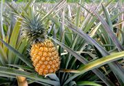 خبر مهم درباره واردات آناناس؛ ترخیص بدون این شرط ممنوع