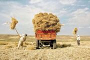 بخش بزرگی از پول گندم کاران پرداخت شد؛ سوخت کشاورزان افزایش یافت