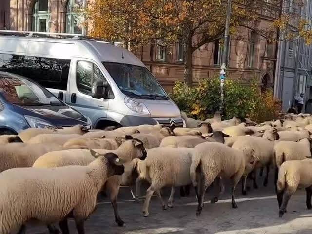 ترافیک گوسفندی در بزرگراه؛ صحنهای عجیب از قلب شهر