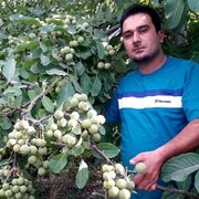 چند نکته مهم درباره کاشت و خرید نهال گردو که نمی‌دانید!