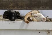 قیمت جدید دام‌زنده اعلام شد/ احتمال تغییر قیمت دام در ایام محرم هست؟