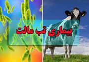 هشدار درباره افزایش ابتلا به تب مالت در کشور