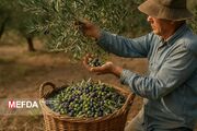 زیتون؛ مروارید سبزِ سلامت و برکت؛ از دانش نوین تا سنت‌های دیرین