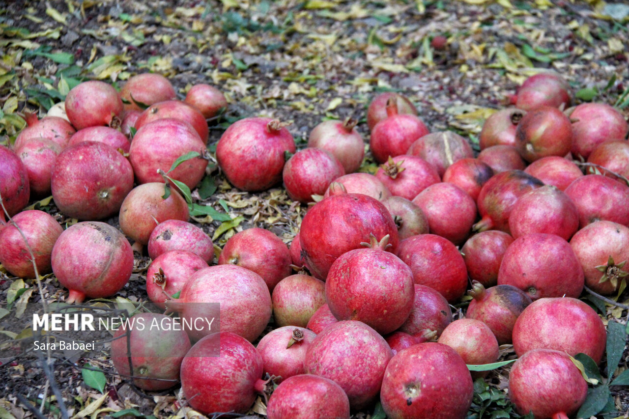 عزیزان:برداشت انار در سطح ۳۰۰ هکتار از اراضی عرب رودبار آغاز شد