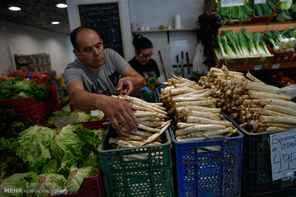 برداشت گیاه مارچوبه از زمینهای کشاورزی بخش شمیل آغاز شد