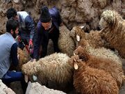 پایش میدانی بیماری تب برفکی در روستاهای مریوان در حال انجام است