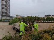 طوفان اخیر ۱۰۰۰ درخت و درختچه را در قشم ریشه‌کن کرد