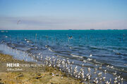 سواحل استان بوشهر مواج و متلاطم است