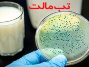 یوسفی: ۶۳۹ مبتلا به تب مالت در کردستان شناسایی شد