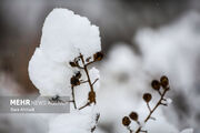 هواشناسی اصفهان: بیشترین بارش برف در فریدونشهر ثبت شد