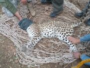 کوهنوردان در کوه‌چنار فارس جان یک پلنگ ایرانی را نجات دادند