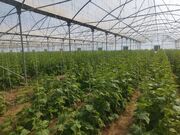 دشتی؛ قطب تولید و امنیت غذایی استان بوشهر